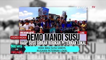 Bagi Susu Gratis Rugikan Peternak Lokal | NEWS OR HOAX