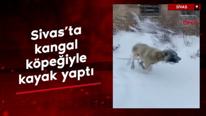 Sivas'ta kangal köpeğiyle kayak yaptı
