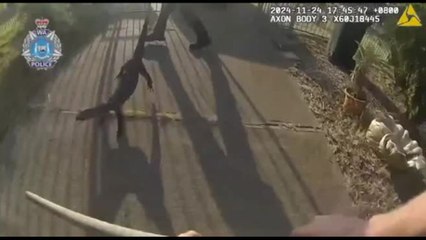 Australia, catturata una lucertola gigante rarissima da osservare