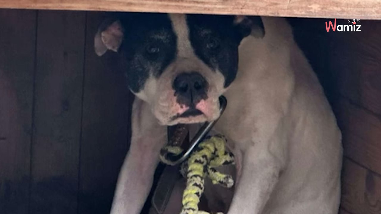 Seine-et-Marne : suite à un signalement, ils découvrent une chienne maltraitée dans un jardin