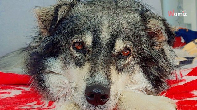 Retiré d'un refuge en Serbie, ce chien attend depuis plus de 2 ans de trouver sa famille, mais personne ne le regarde
