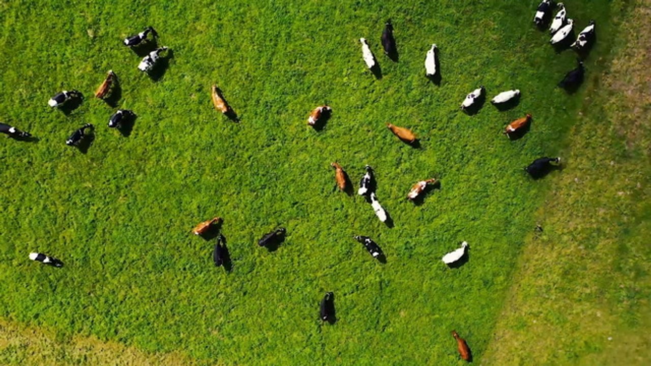 Arla Foods to trial methane reducing additive in dairy cow feed