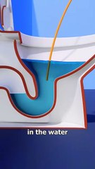 How A Toilet Snorkel Works  😮