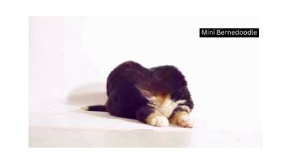 Everything about mini bernedoodle