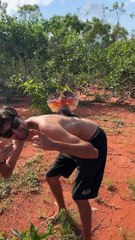 Tentative d'intimidation d'un lézard à collerette