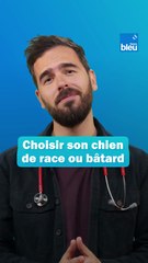 Choisir son chien : de race ou bâtard ?