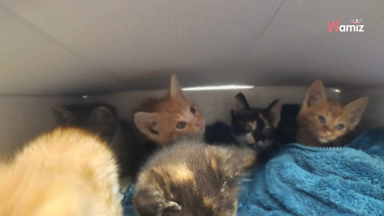 Sie finden morgens eine Playstation-Box vor der Tür und werden wütend, als sie hineinschauen