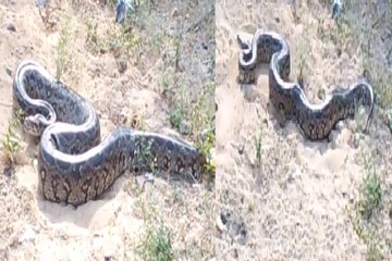 10 फिट विशालकाय अजगर सांप