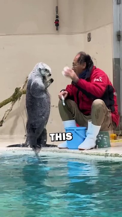 SMART OTTER!❤️ #shorts