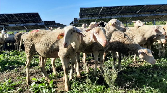 Entre ovejas y mochuelos, así se produce energía (y leche) solar sin pesticidas