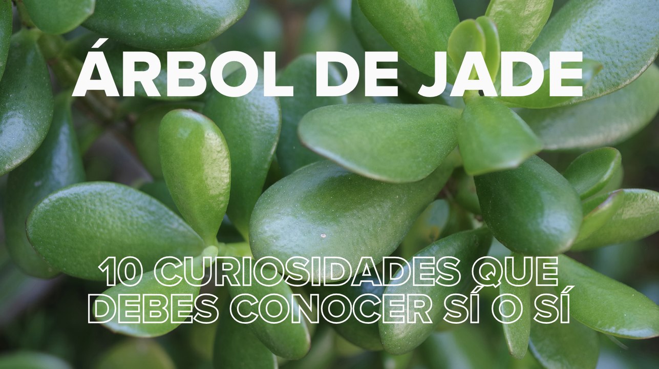 Árbol de jade: 10 curiosidades que debes conocer sí o sí