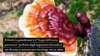 Reishi è il fungo dell’immortalità che dona forza ai capelli