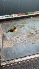 #Lorikeets fight pigeons
