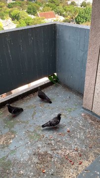 #Beautiful Fight Between Lorikeets and Pigeons Over Bread 🐦🦜🥖 - Persistent Pigeons vs. Resentful Lorikeets Ends Dramatically!