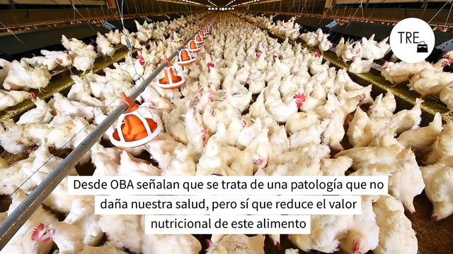 Ni comprometen la calidad, ni son peligrosas para la salud: la realidad sobre las estrías blancas de las pechugas del pollo