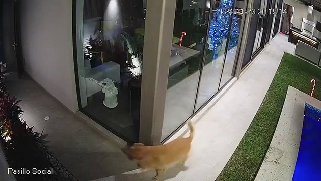 Video: Mujer frustró atraco de hombres armados en su casa, pero fue criticada por abandonar a su perrito