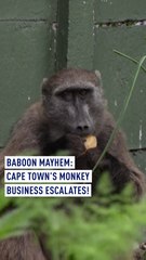 Baboon Mayhem: Cape Town's Monkey Business Escalates!