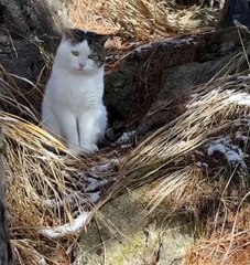 2024 best animals videos #cutecatvideos #funnycatvideos #cuteanimals