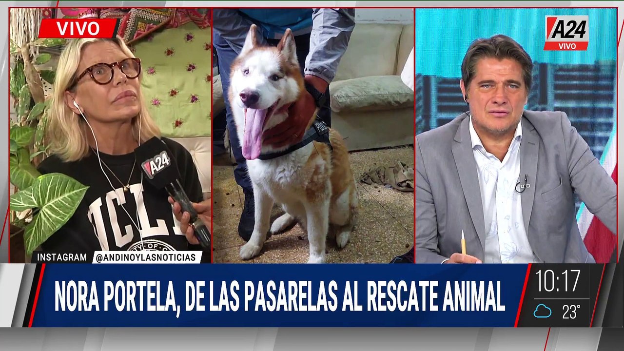 🗣 "EN OCTUBRE BUSCAN GATOS Y PERROS NEGROS PARA MACUMBA" - Nora Portela