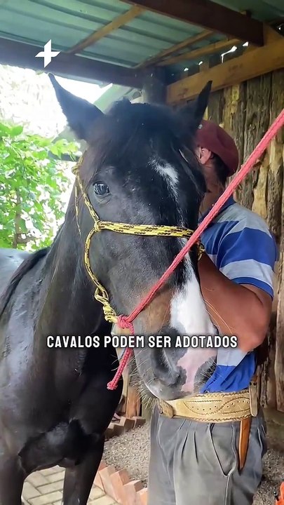 Cavalos estão disponíveis para adoção responsável em Canela
