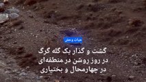 گشت و گذار یک گله گرگ در روز روشن در چهار محال و بختیاری