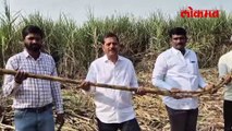 कोल्हापुरच्या ऊस उत्पादक शेतकऱ्याच्या शेतात '५५ पेरां'चा ऊस, एका उसाचे 'तीन किलो' वजन!
