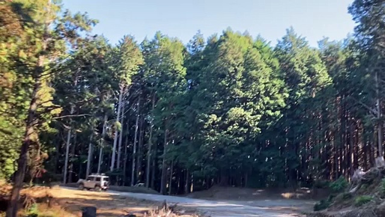 Forest road