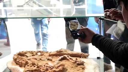Hallan en Perú fósil de cocodrilo que data de hace 10 a 12 millones de años