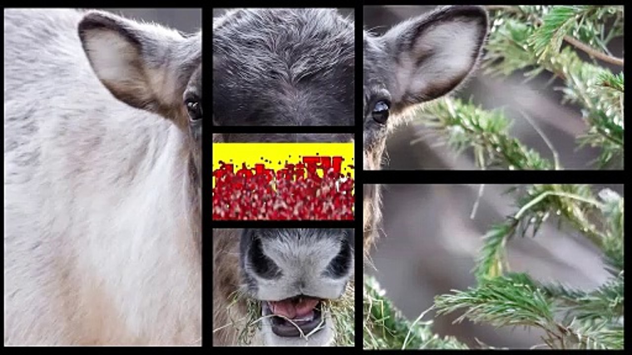 Tierisch schöne Einstimmung auf Weihnachten im Tiergarten Schönbrunn