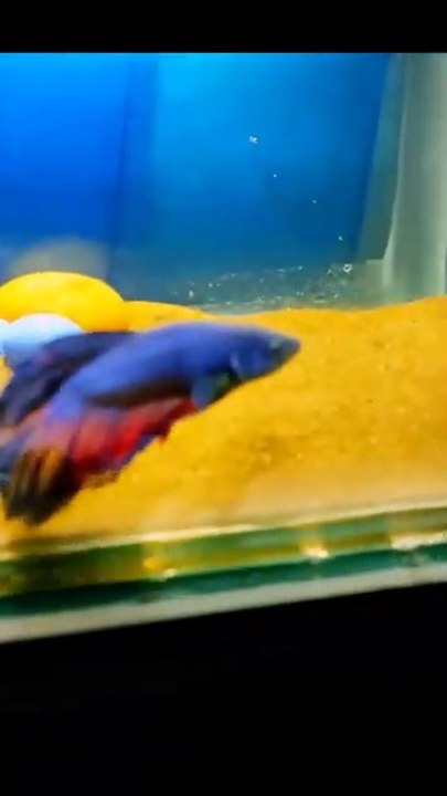 🐬🐬creating fish Aquarium using beach sand🐬🐬