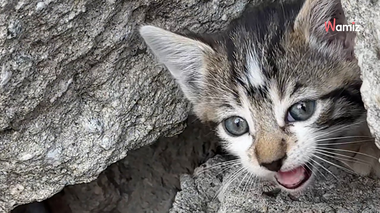 Frau hört seltsame Geräusche aus ihrem Garten Der Vogel, den sie zu