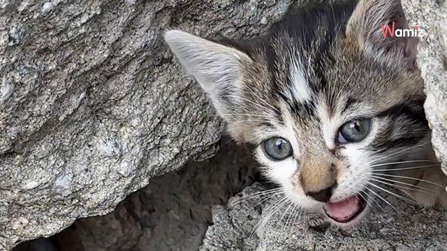 Frau hört seltsame Geräusche aus ihrem Garten: Der Vogel, den sie zu hören glaubte, ist keiner
