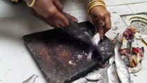 Small Atlantic Croaker Fish Cutting Skills Video