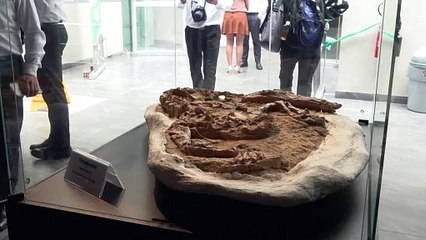 Encontrado fóssil de crocodilo de 12 milhões de anos no Peru