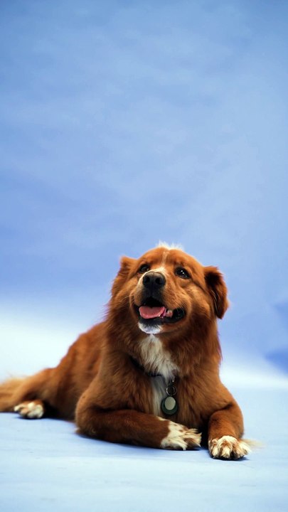 A Dog Lying on the Ground