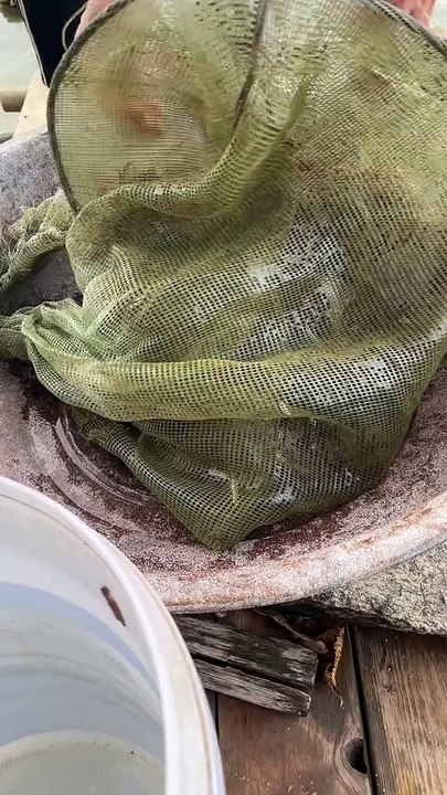 Get up early to fish the shrimp 🦐net, the harvest is pretty good #Wild goods #Fresh ingredients are the hard truth #River shrimp #Catch fish and shrimp
