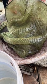 Get up early to fish the shrimp 🦐net, the harvest is pretty good #Wild goods #Fresh ingredients are the hard truth #River shrimp #Catch fish and shrimp