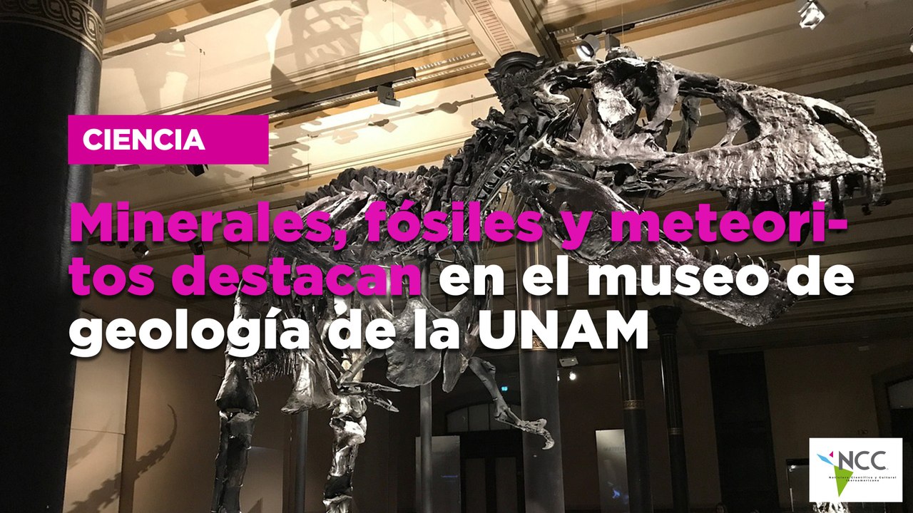 Minerales, fósiles y meteoritos destacan en el museo de geología de la UNAM