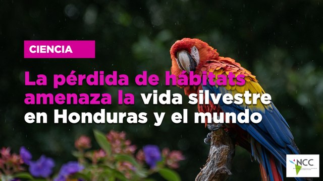 La pérdida de hábitats amenaza la vida silvestre en Honduras y el mundo