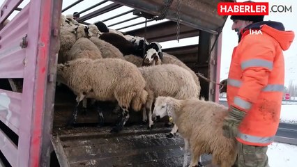 Erzincan'da Erken Yağan Kar, Besicileri Sürüleriyle Geri Dönmeye Zorladı