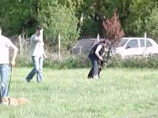 SUITE AU PIED AVEC LAISSE ET SANS LAISSE