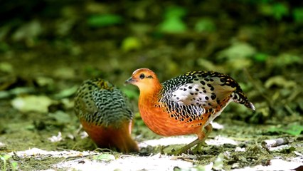 DISCOVER the Rarest Bird Species: Ferruginous Partridge(Ferruginous Partridge)