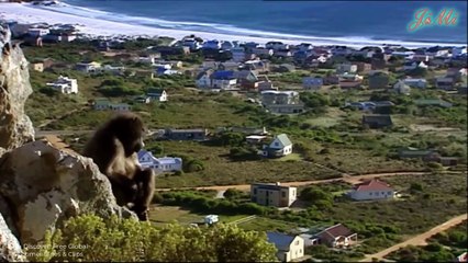 Đàn Khỉ Đầu Chó Phiêu Lưu Vào Thế Giới Loài Người