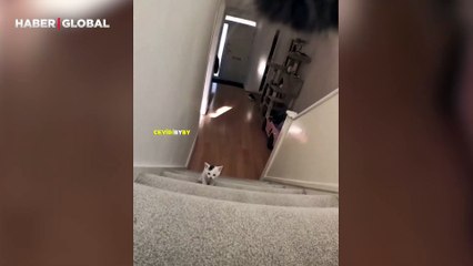 7 yavrusu olan anne kedinin bir günü kayıt altına alındı