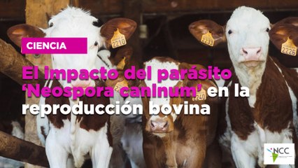 El impacto del parásito ‘Neospora caninum’ en la reproducción bovina