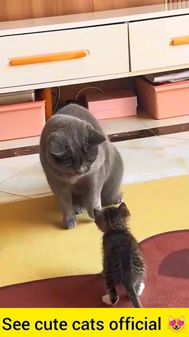 ⁣See me entertainment, cute cats,pets animals.