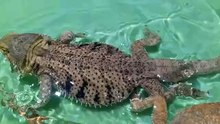 Pool Day! Bearded Dragons Swimming!