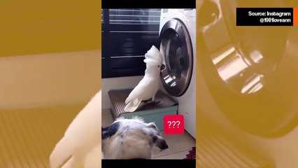 Hulvaton video: kakadu villiintyy pyykinpesukoneesta