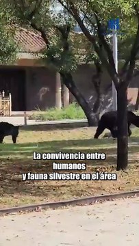 Captan a osa y sus tres oseznos paseando en calles de Nuevo León