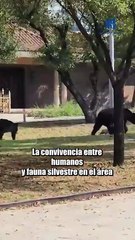 Captan a osa y sus tres oseznos paseando en calles de Nuevo León